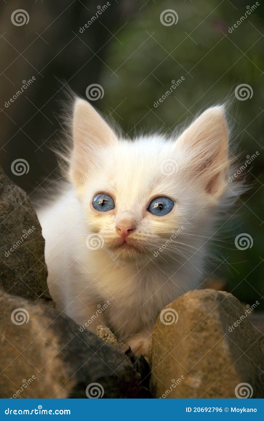 Small White Cat Royalty Free Stock Image Image 20692796