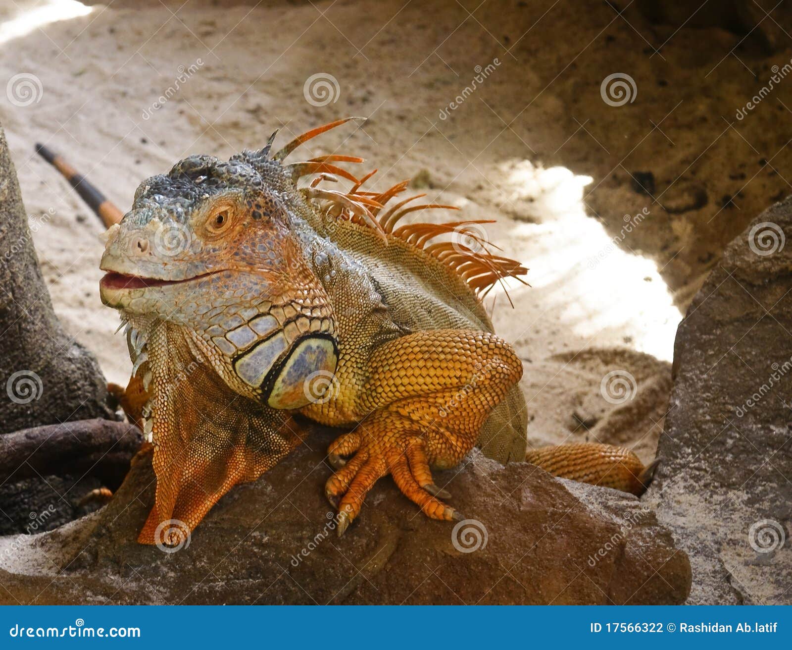 iguana orange