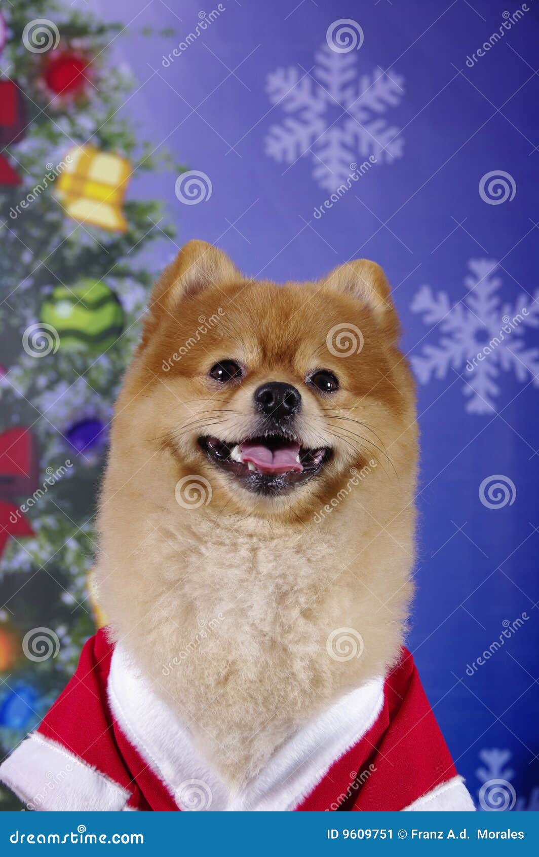 smiling pomeranian smiling pomeranian stock image image 9609751 smiling pomeranian smiling pomeranian stock image image 9609751