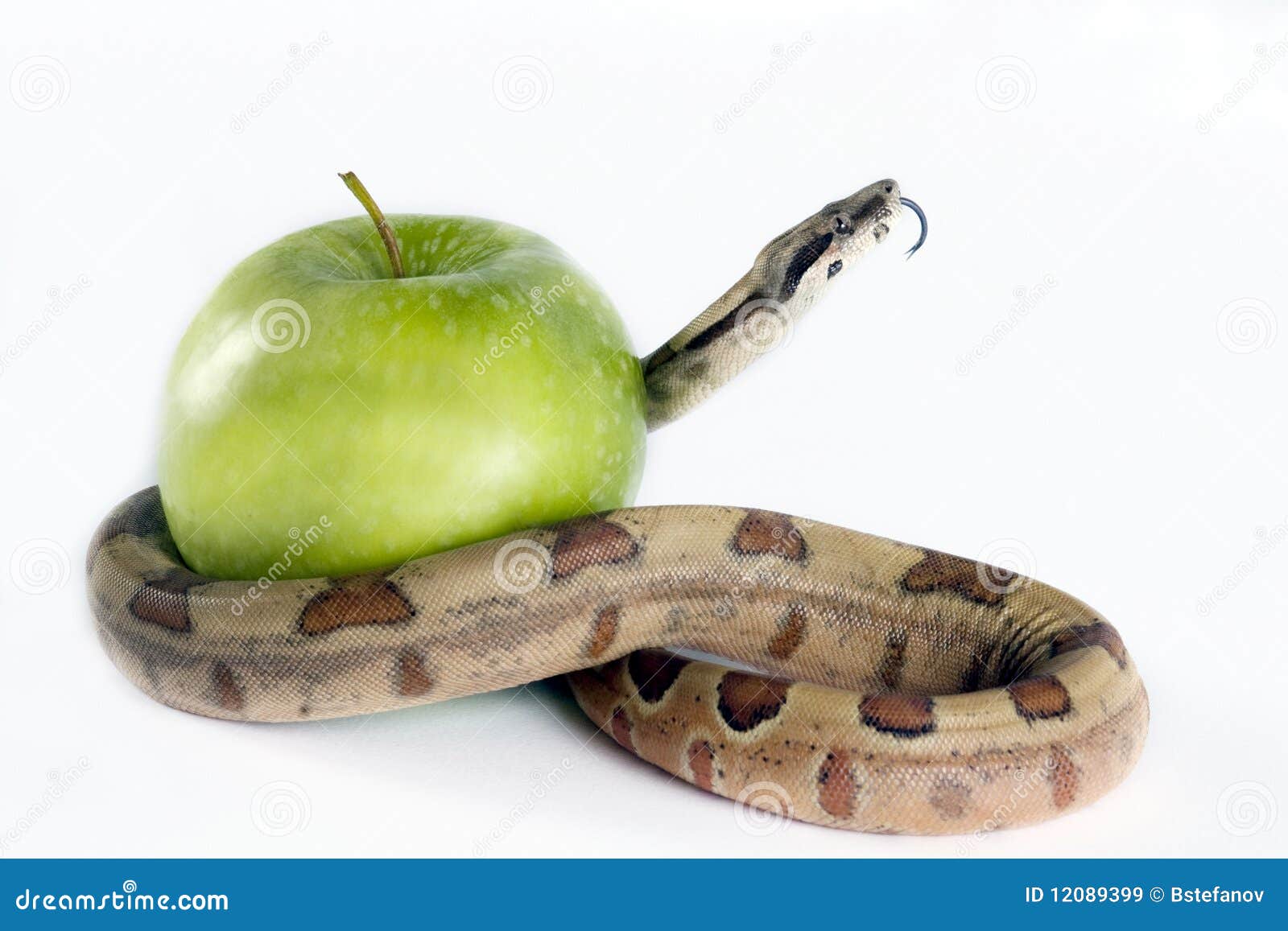 Snake And Apple . Royalty Free Stock Images Image 12089399