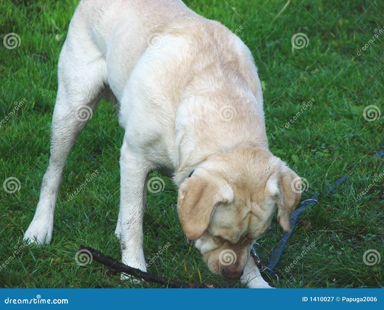 dog sniffing clipart - photo #40