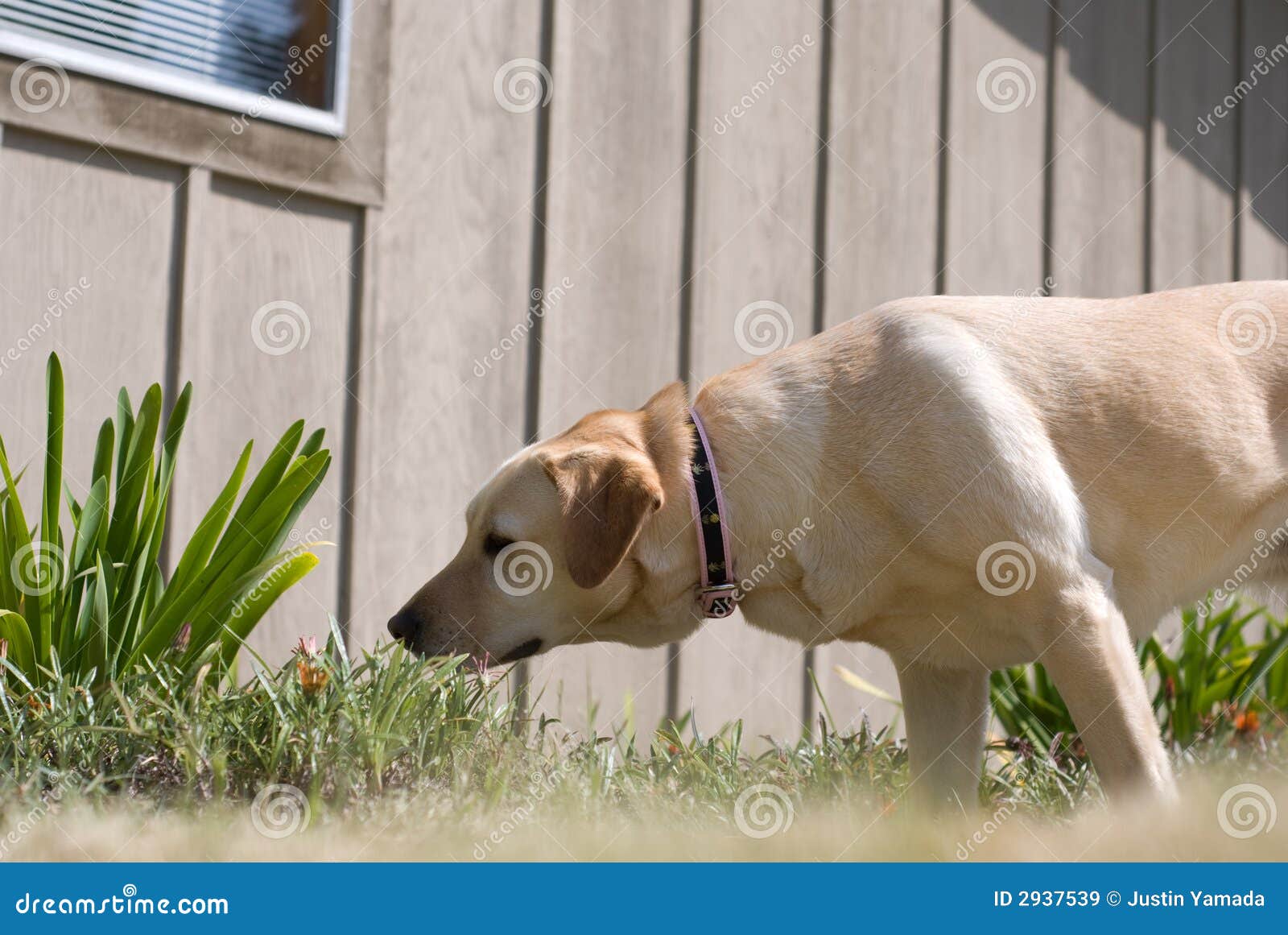 dog sniffing clipart - photo #44