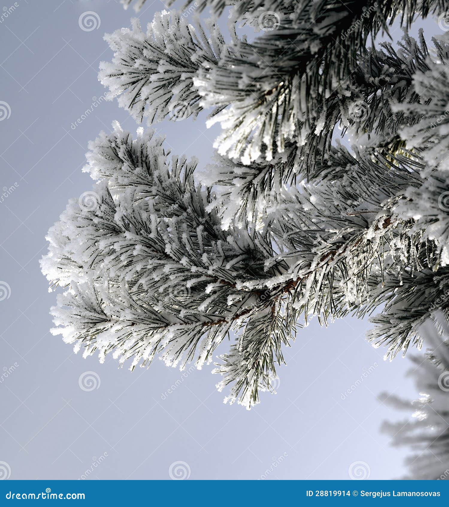 Snowy Pine Branch