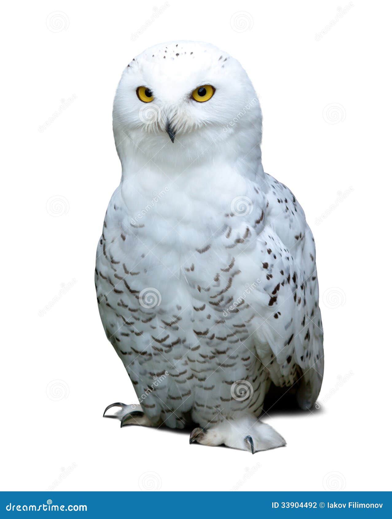 clip art snowy owl - photo #32