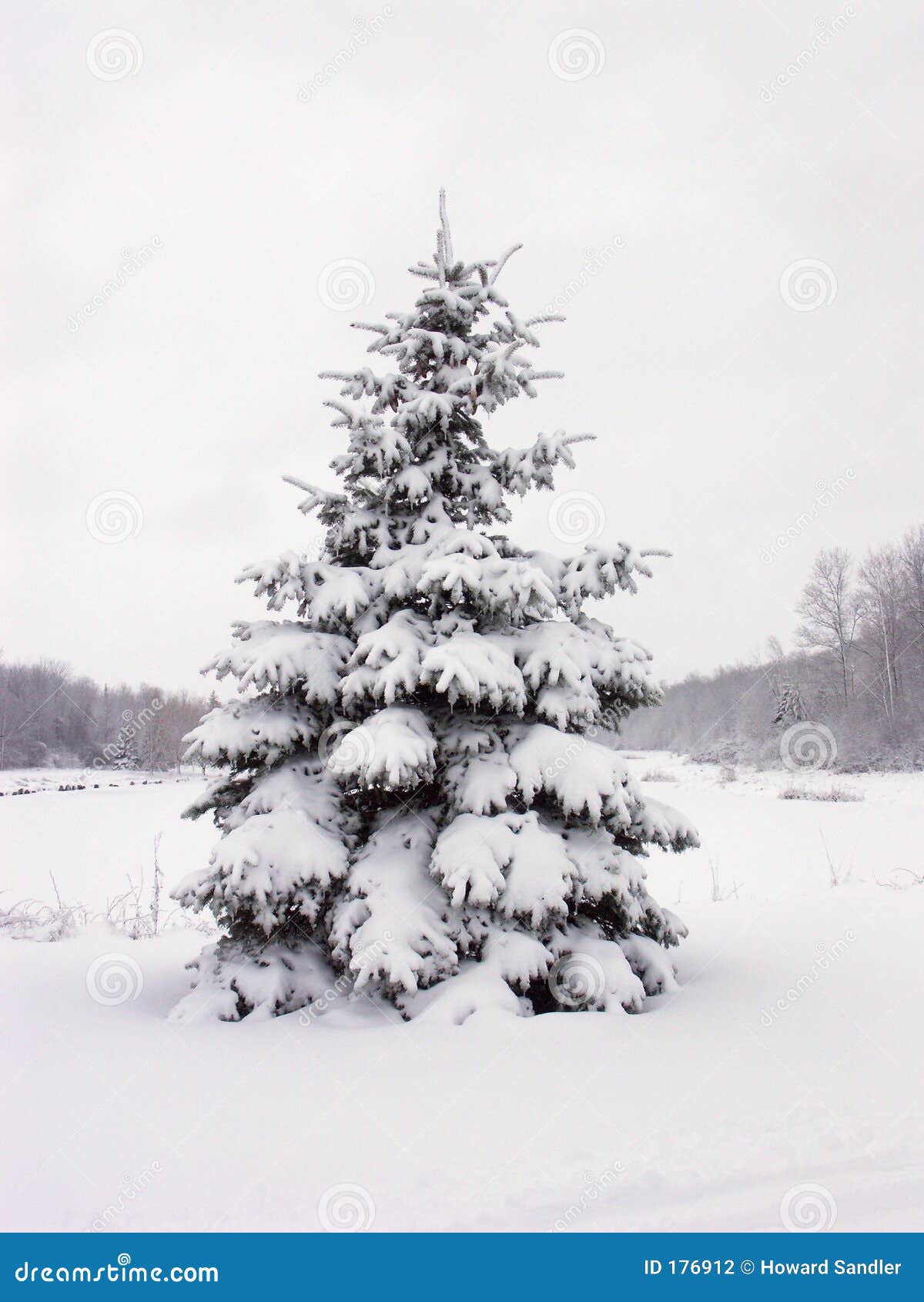 Snowy Pine Tree