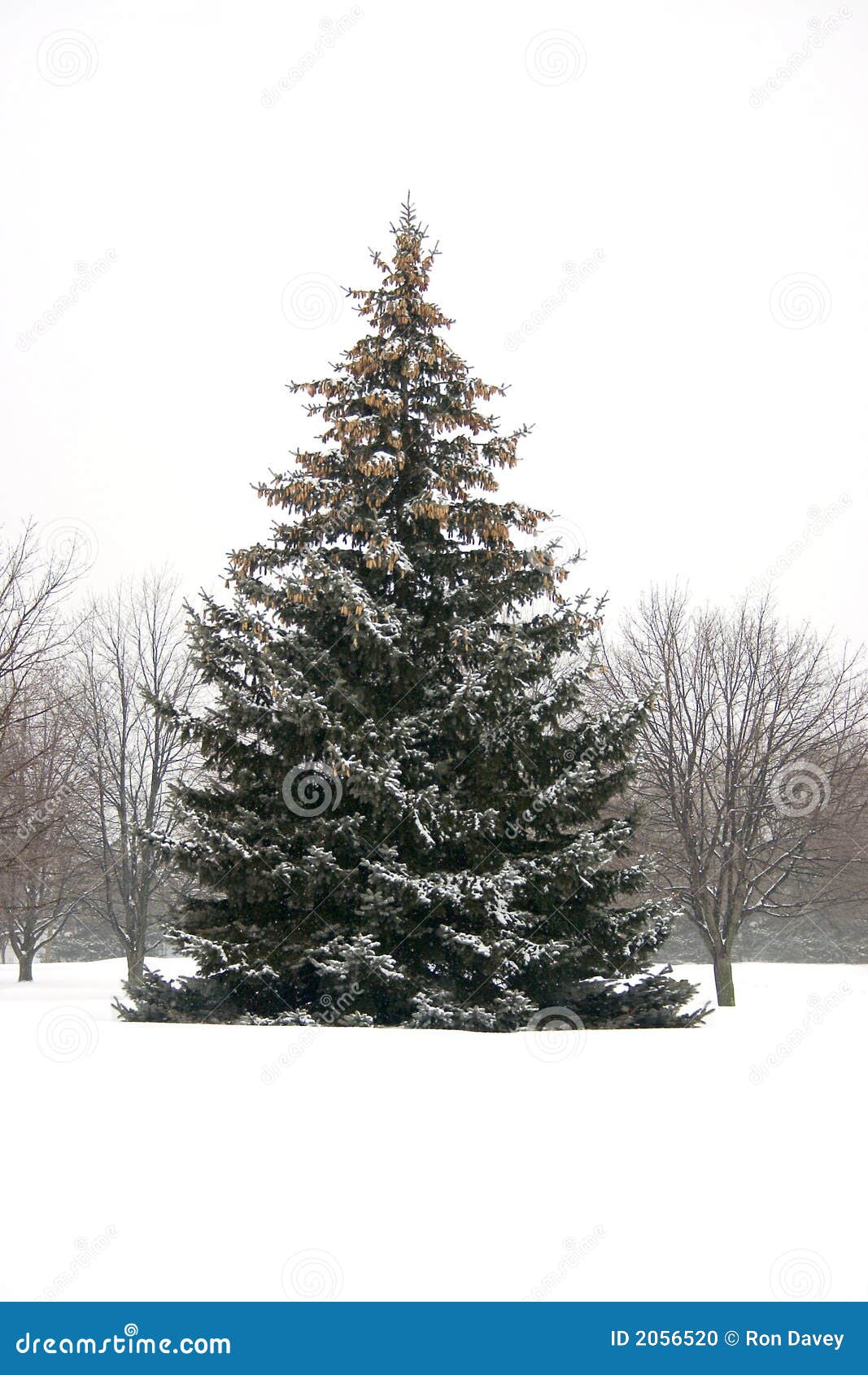 Snowy Pine Tree Vector