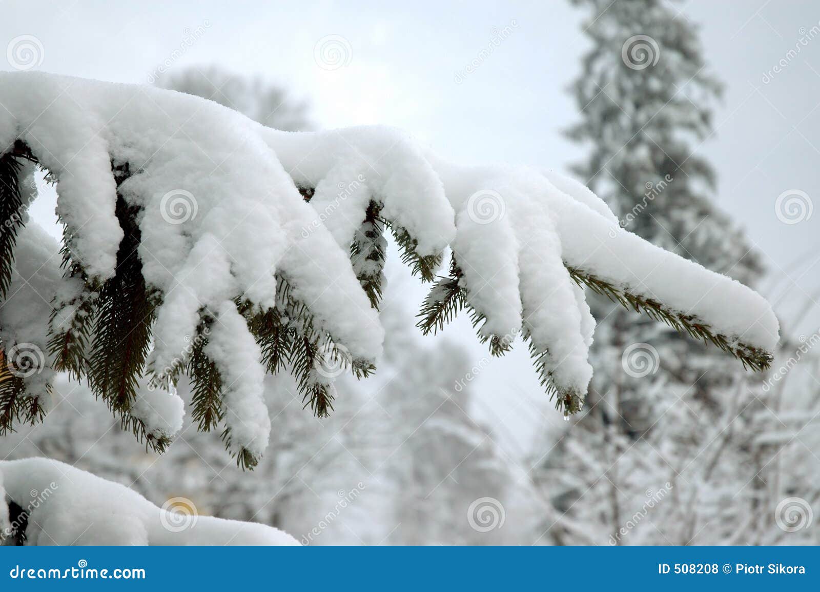 Snowy Christmas Tree Branch