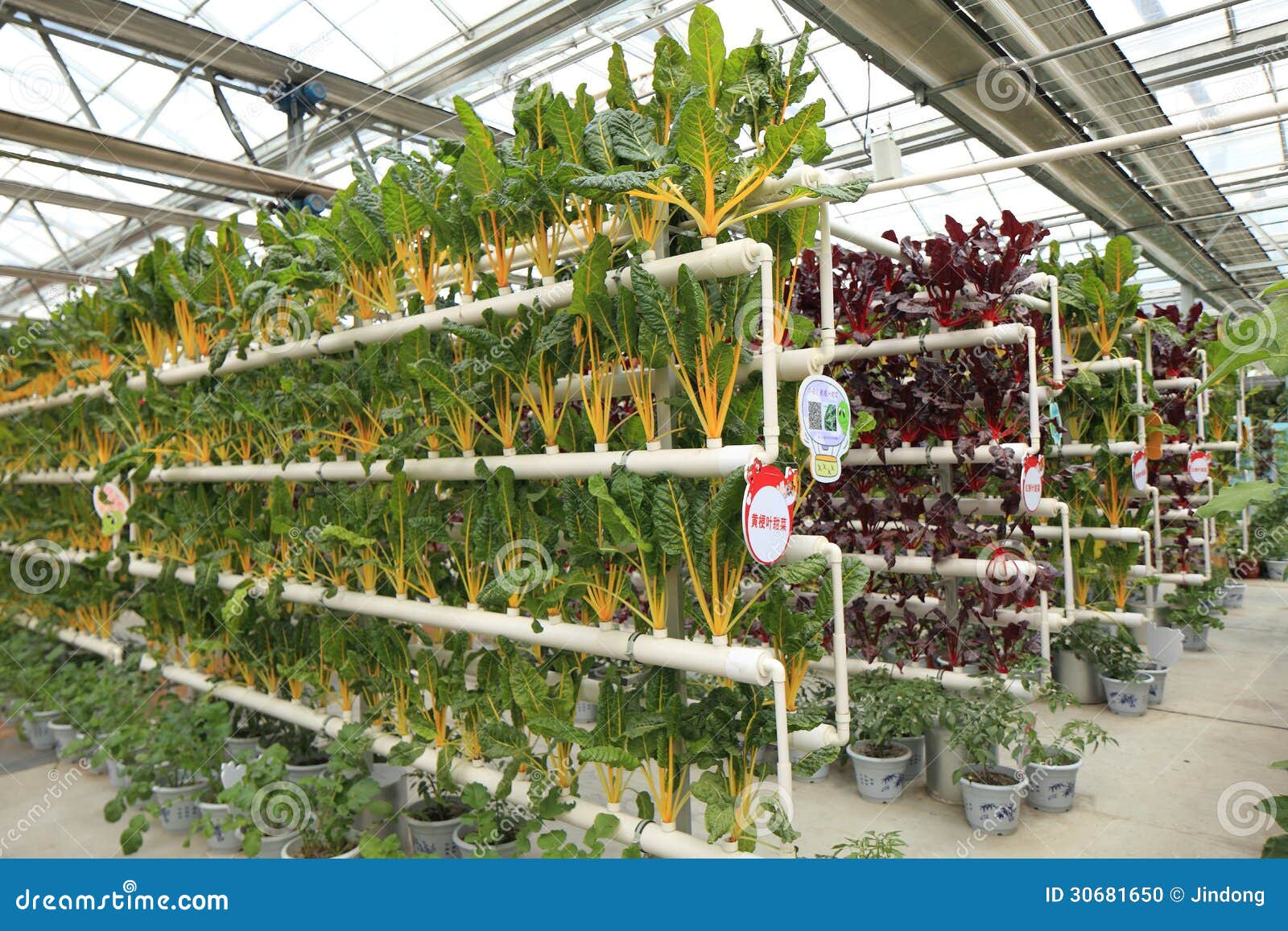 Soilless Cultivation Vegetables Stock Photo - Image: 30681650