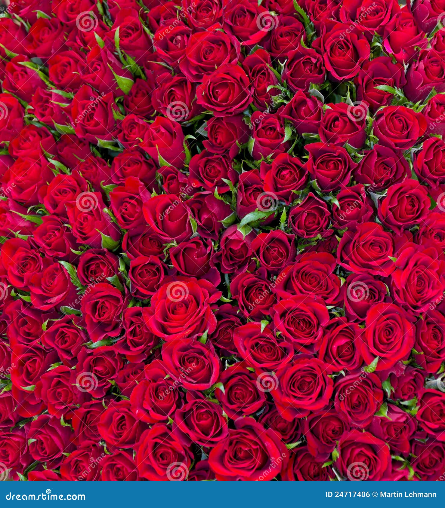 Solid Red Roses Background Royalty Free Stock Image Image 24717406