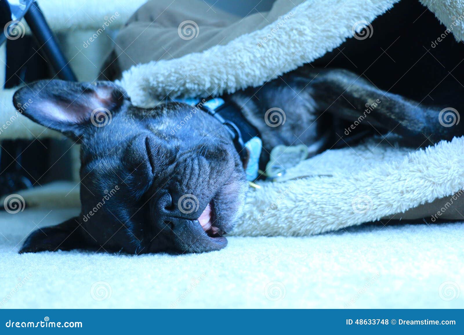 Sommeil Bringé De Bouledogue Français Photo stock - Image Sommeil Bringé De Bouledogue Français Photo stock - Image