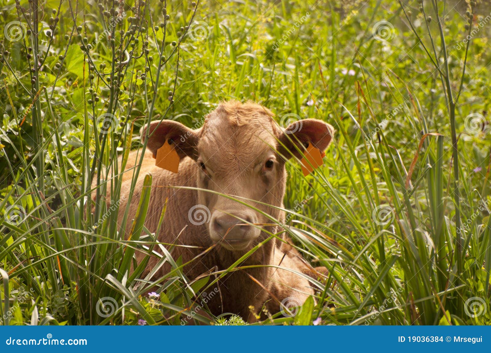 Spanish Cow Stock Images Image 19036384