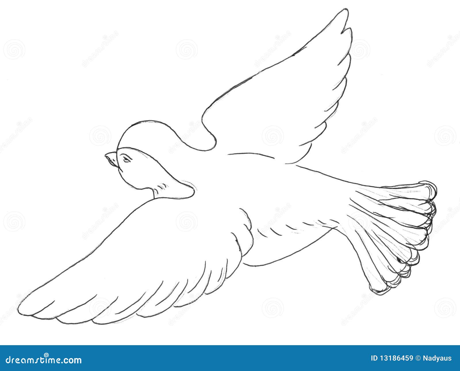 Sparrow bird sketch, pencil drawing of flying bird.