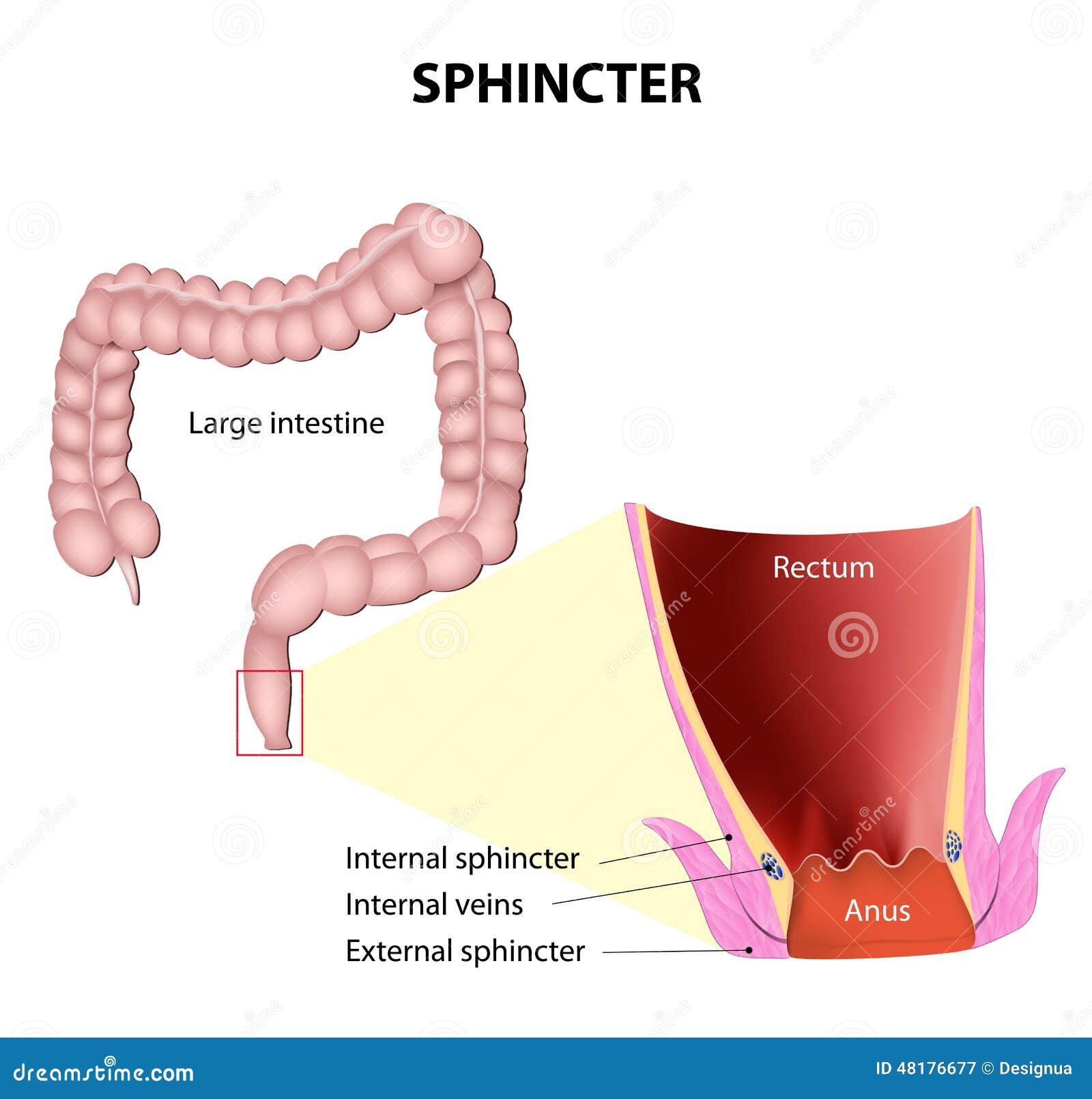 Sphincter Anal 3