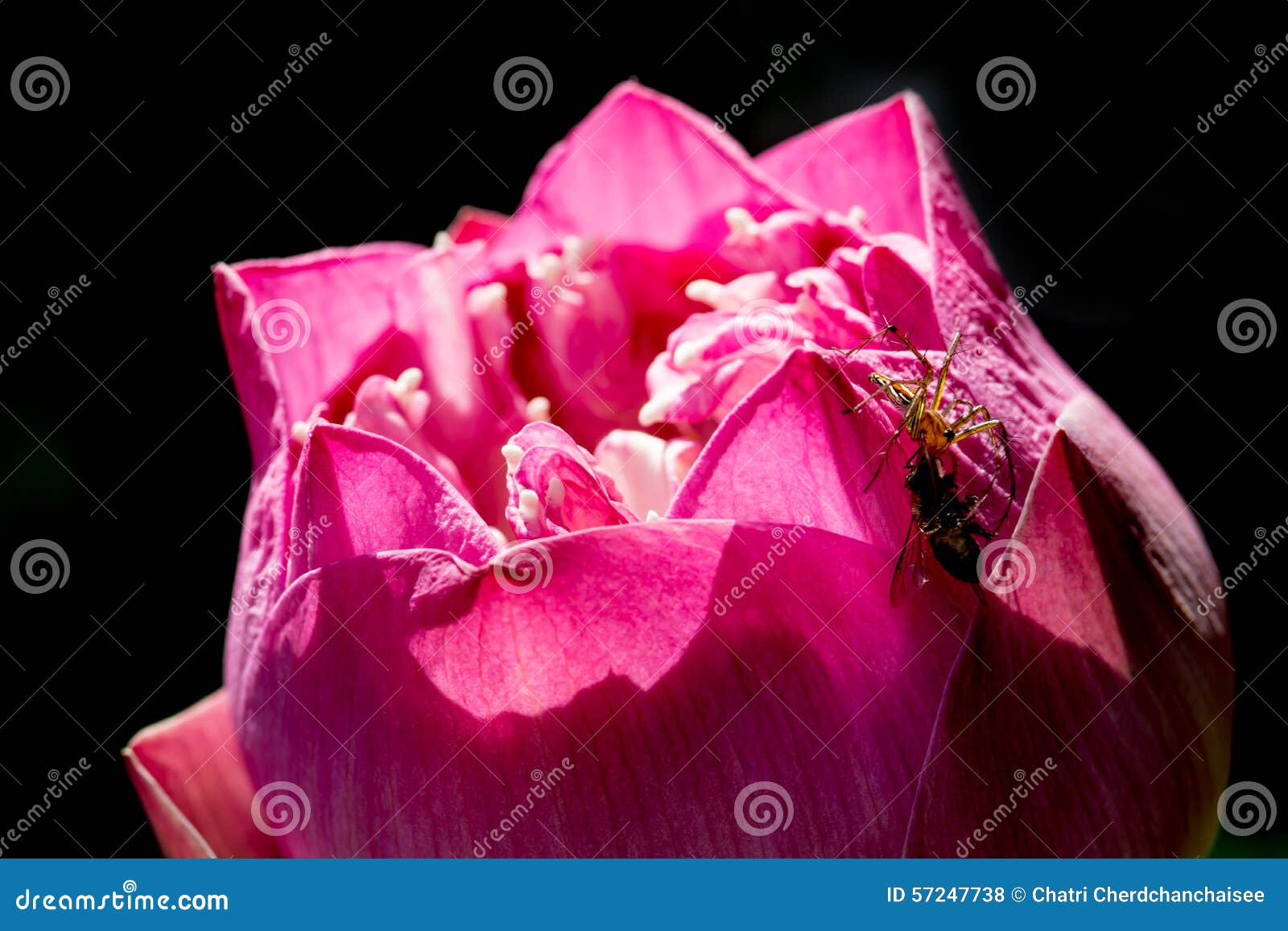 upon a spider catching a flyyyy 23:33 jeffthekillerfan i havent been on here since may 5 23:33 (´・ω・`) i was wondering where you have been, fur 23:33 stormyovercryingskies sup 23:33 jeffthekillerfan hi stormy 23:34 cupcakes8 fur, i thought you died 23:34 thebigteaparty followed your shit 23:34 uwu tumblr killed me 23:34. upon a spider catching a flyyyy 23:33 jeffthekillerfan i havent been on here since may 5 23:33 (´・ω・`) i was wondering where you have been, fur 23:33 stormyovercryingskies sup 23:33 jeffthekillerfan hi stormy 23:34 cupcakes8 fur, i thought you died 23:34 thebigteaparty followed your shit 23:34 uwu tumblr killed me 23:34.