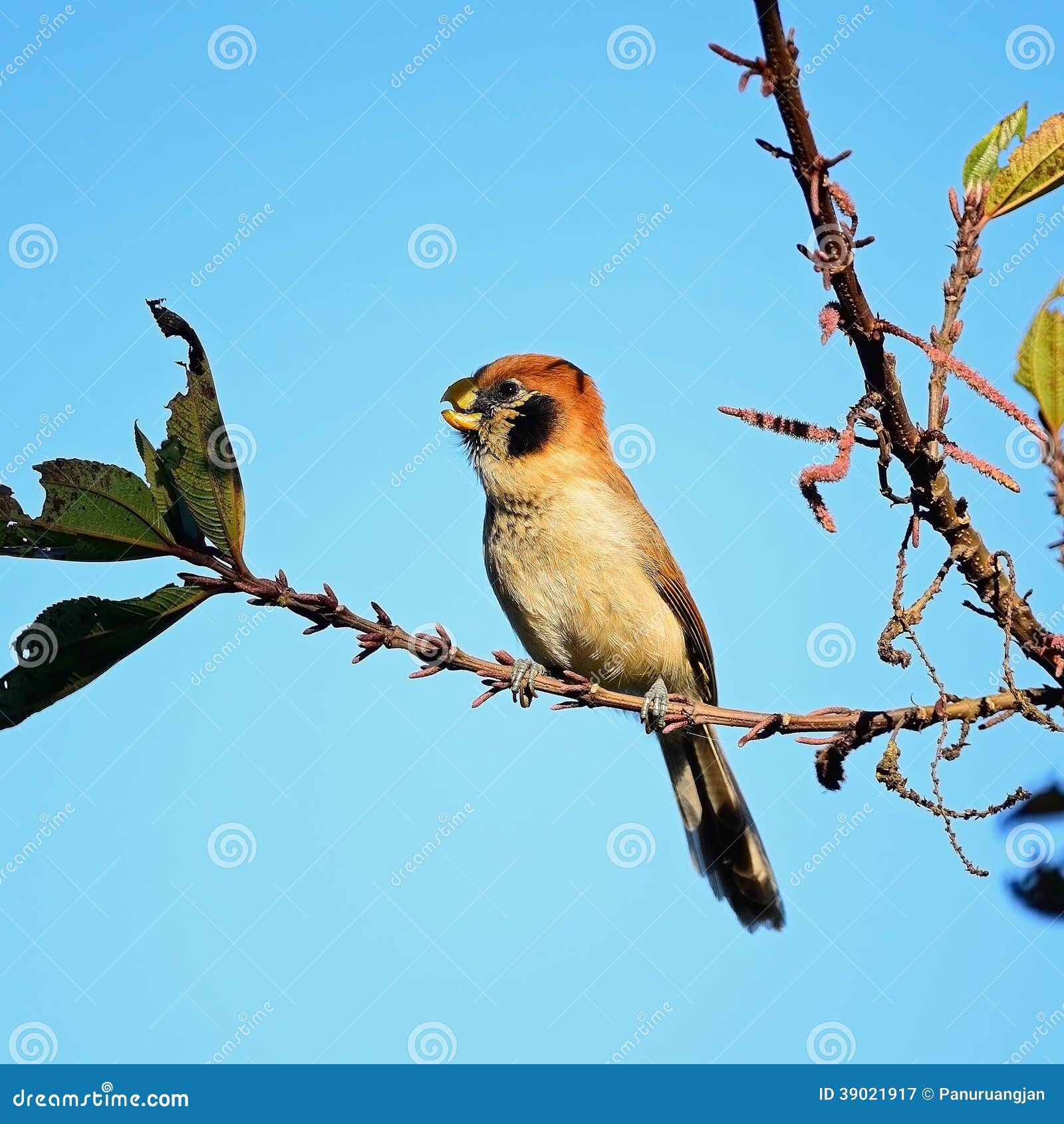 Spot Breasted Parrotbill Stock Photo Image 39021917 Spot Breasted Parrotbill Stock Photo Image 39021917