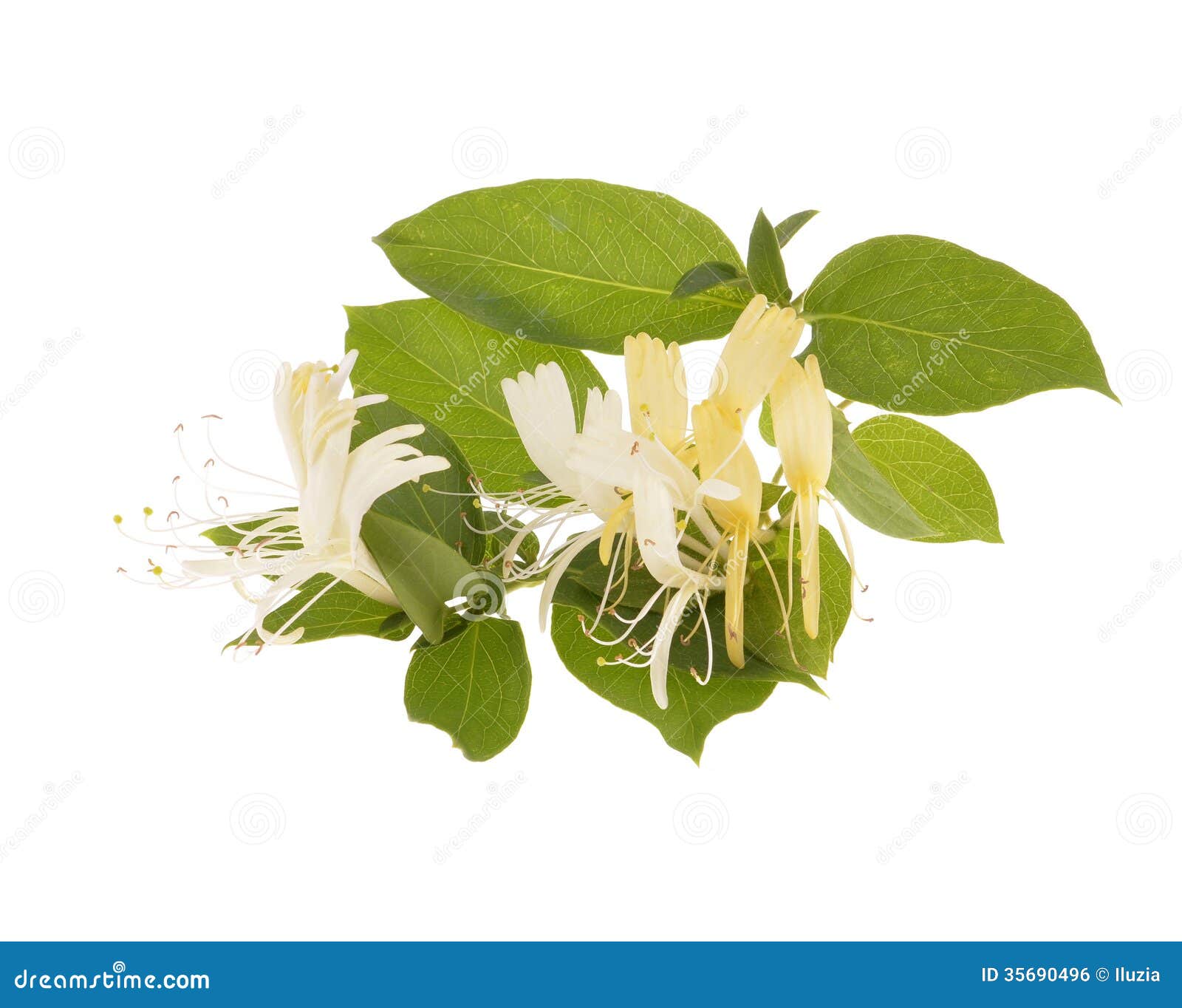 honeysuckle clipart - photo #12