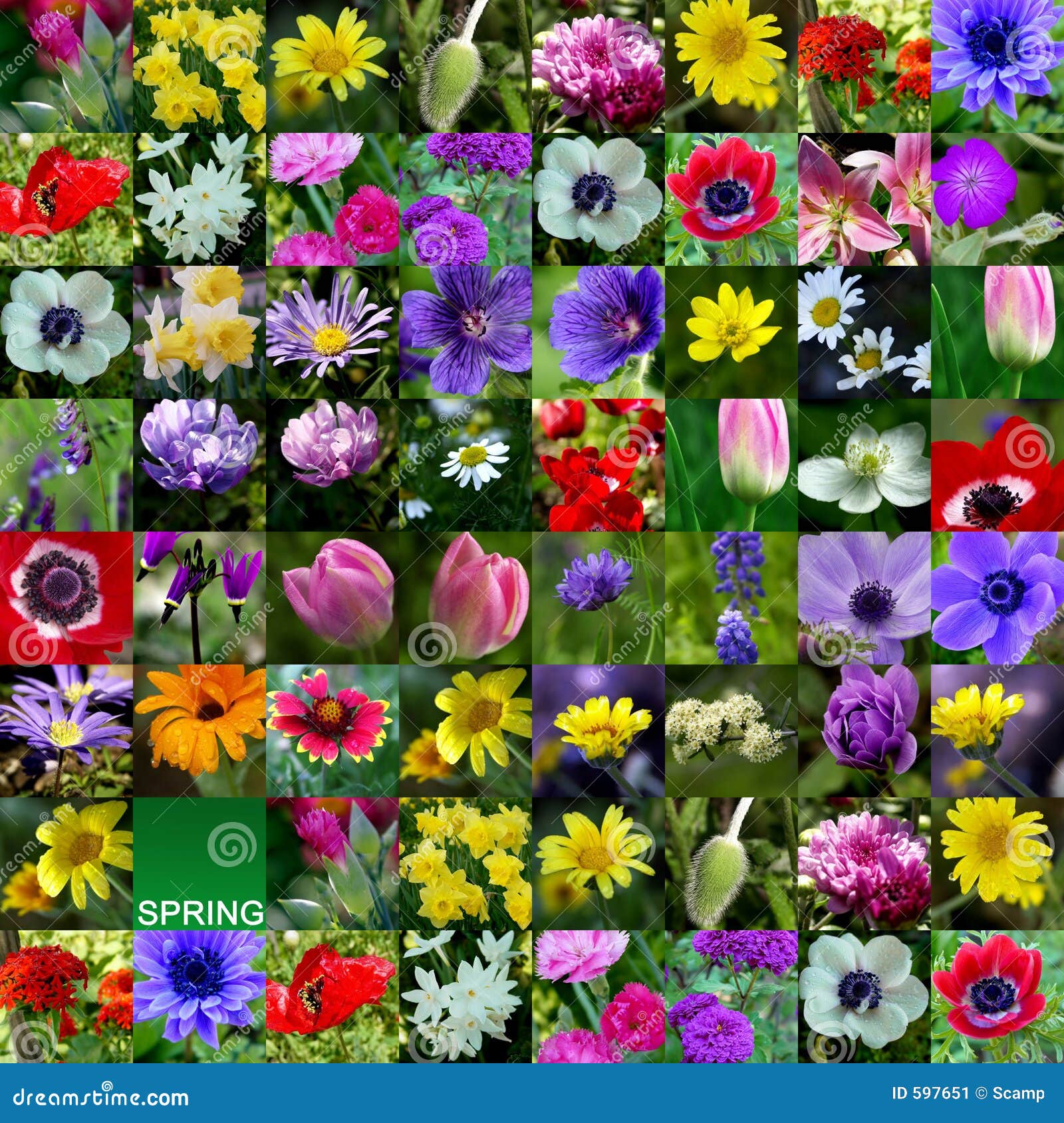 Stock Image: Spring Flower Collection