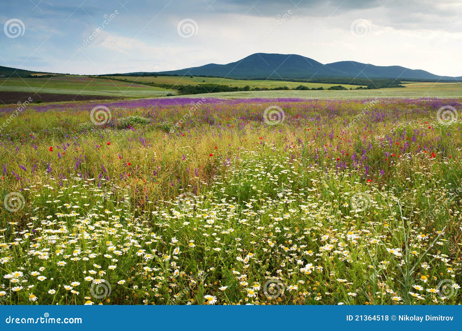 Spring Scenery With Wild Flowers Royalty Free Stock Photos - Image