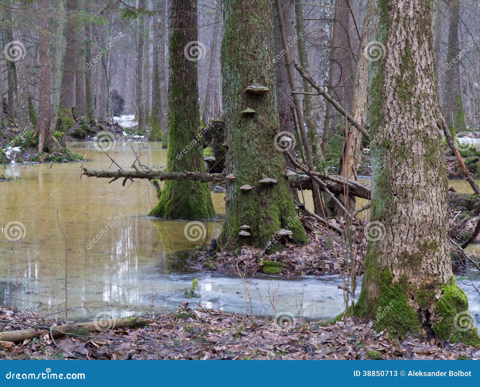 forests for water and wetlands essay In many large wetland complexes, the different wetlands overlap with each other, and the organisms in the individual wetlands interact with organisms from a neighboring wetland wetlands are considered transitional habitats, which is land that is between solid grounds with flowing or standing water. forests for water and wetlands essay In many large wetland complexes, the different wetlands overlap with each other, and the organisms in the individual wetlands interact with organisms from a neighboring wetland wetlands are considered transitional habitats, which is land that is between solid grounds with flowing or standing water.