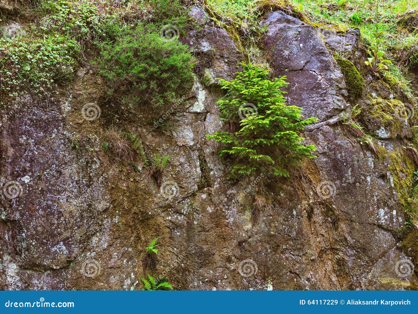 spruce and other plants growing on the rocks stock photo image 64117229 spruce and other plants growing on the rocks stock photo image 64117229