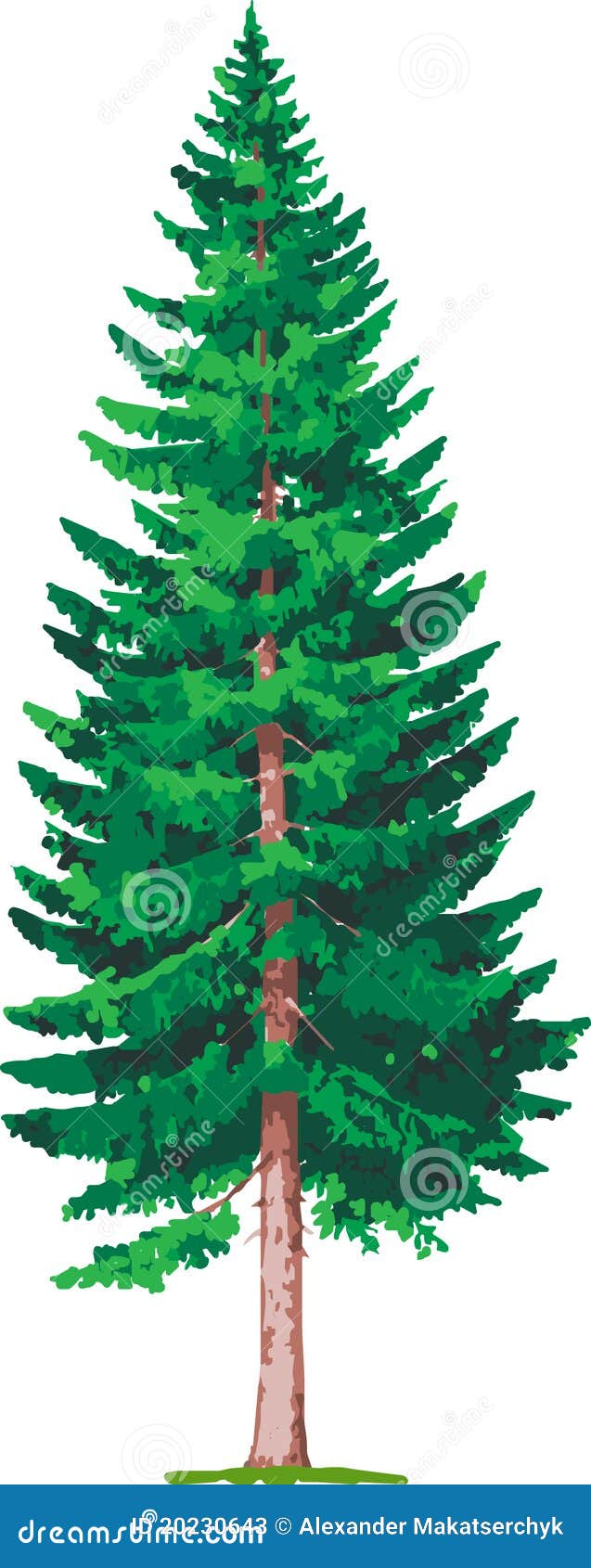 clipart spruce tree - photo #43