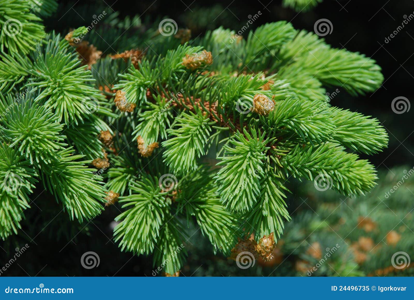 spruce tree boughs royalty free stock photo image 24496735 spruce tree boughs royalty free stock photo image 24496735