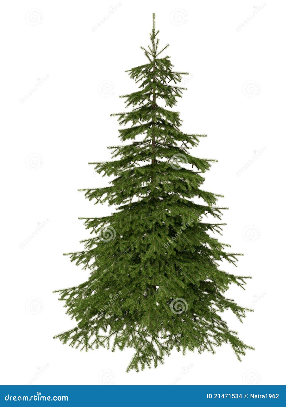 clipart spruce tree - photo #29