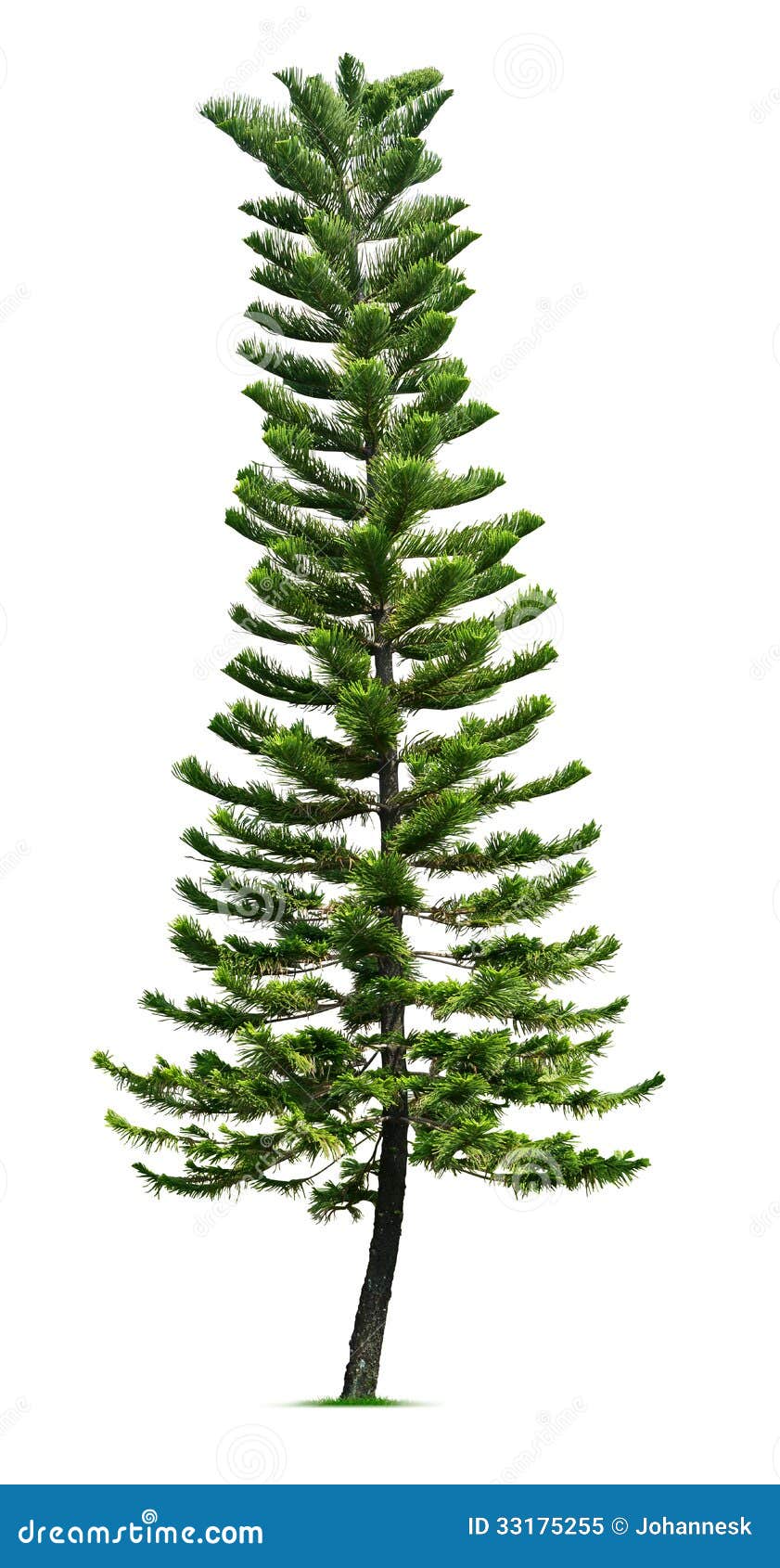 clipart spruce tree - photo #11