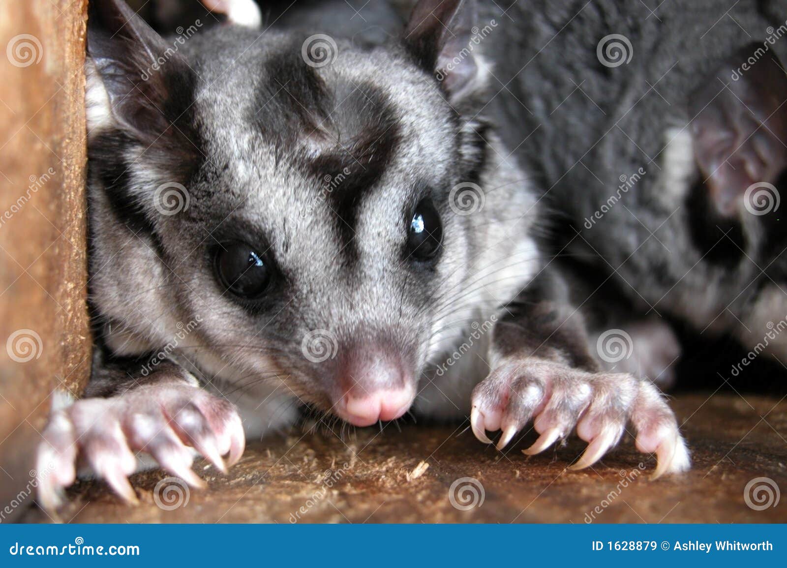 Australian Gliders