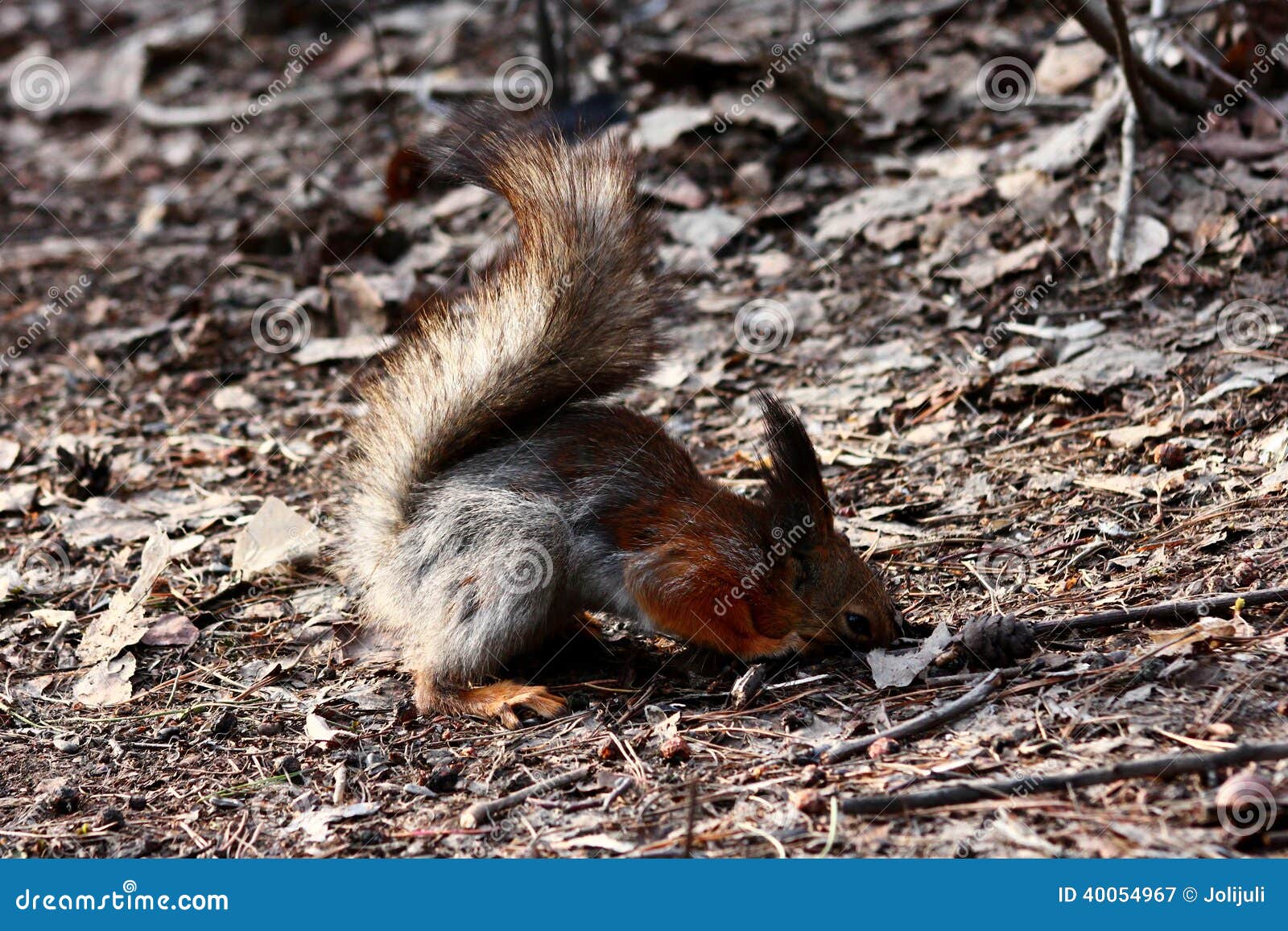 Squirrel Stock Photo Image 40054967