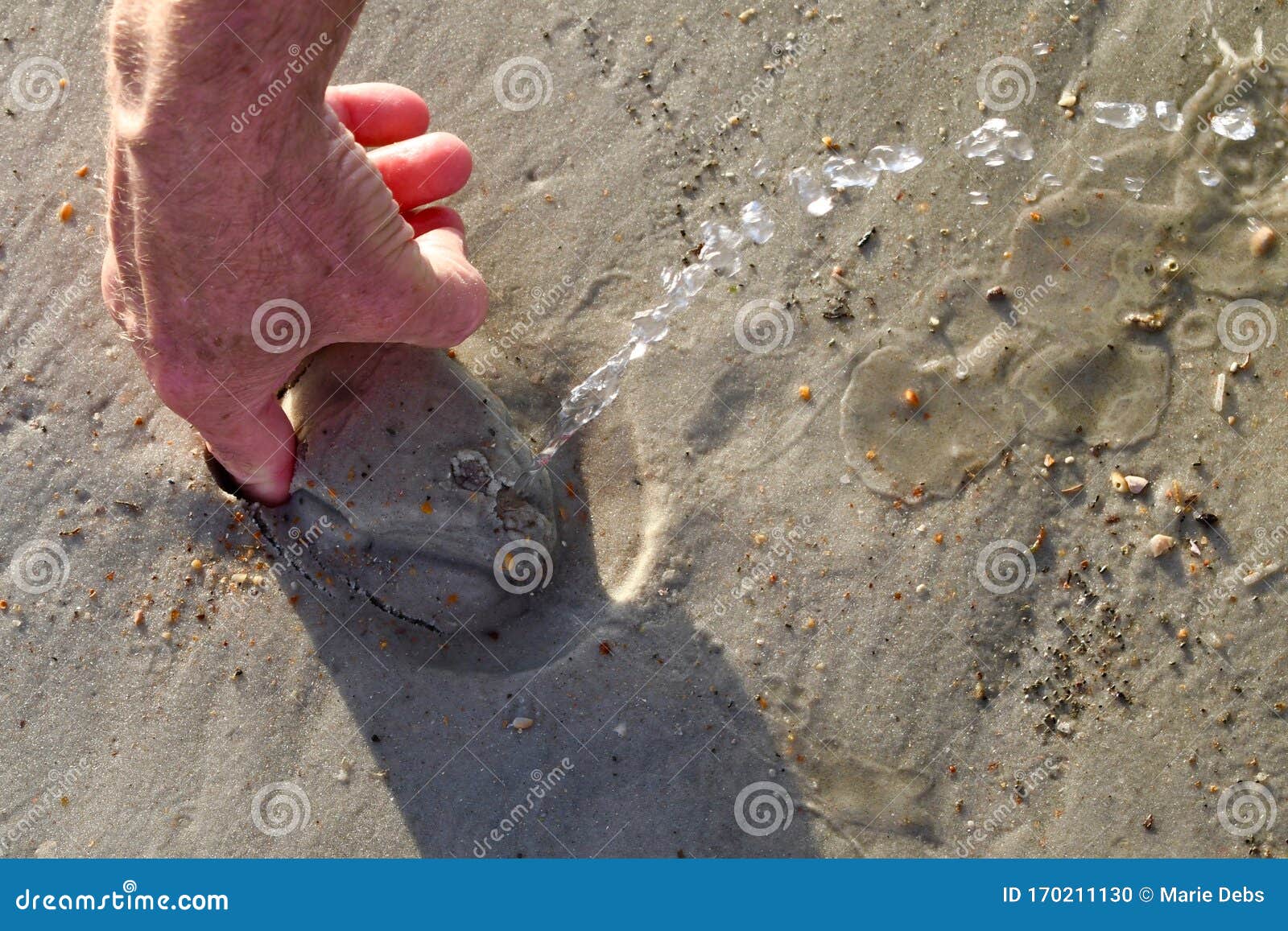 A Squirting Or Cockle On The Beach In St Augustine Florida Stock