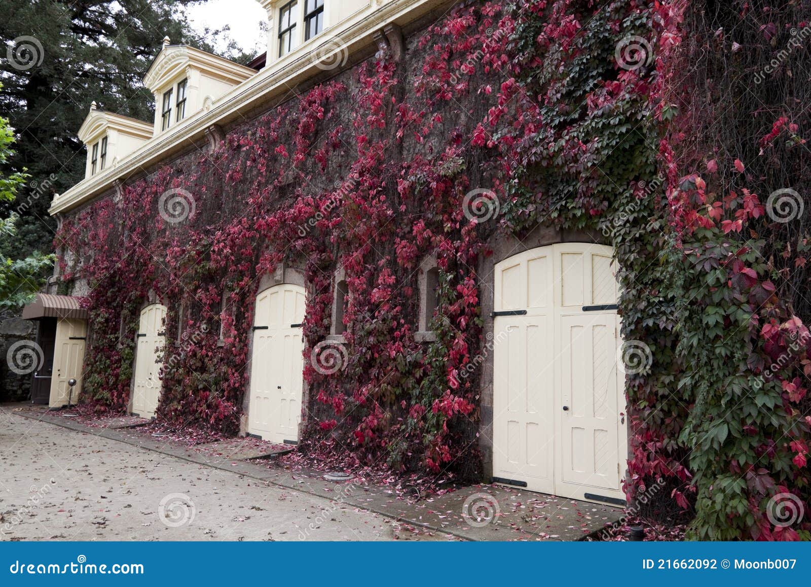 stable with several wood doors and covered with red ivy.