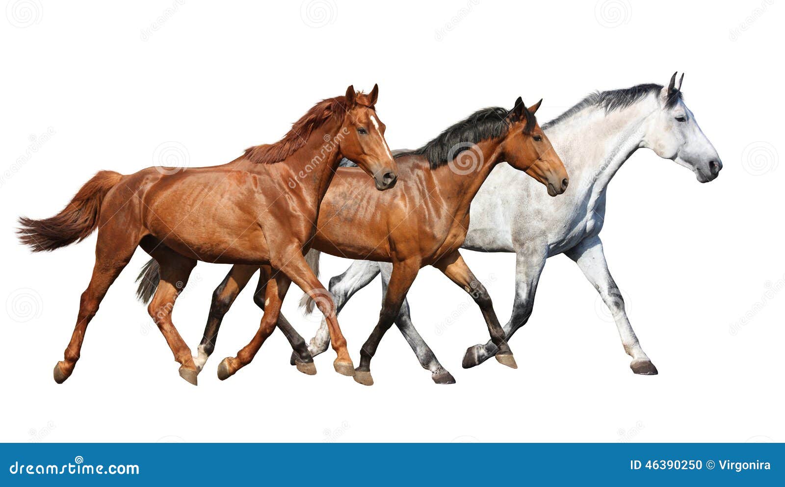 free clip art wild horse - photo #41
