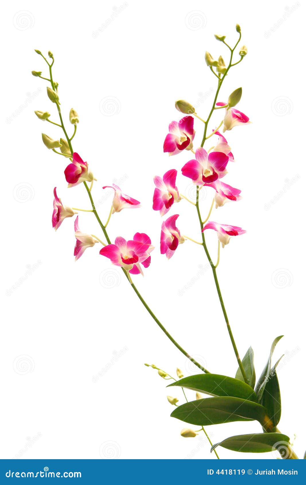 Dendrobium Orchid