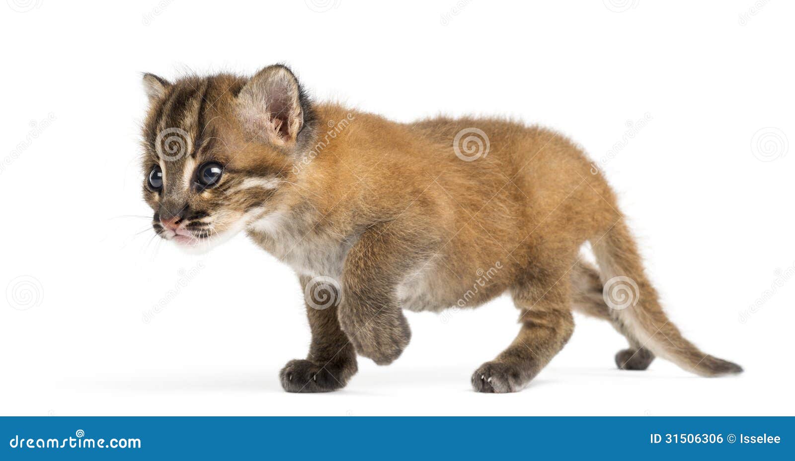 The Food Web For The Asian Golden Cat The Food Web For The Asian Golden Cat
