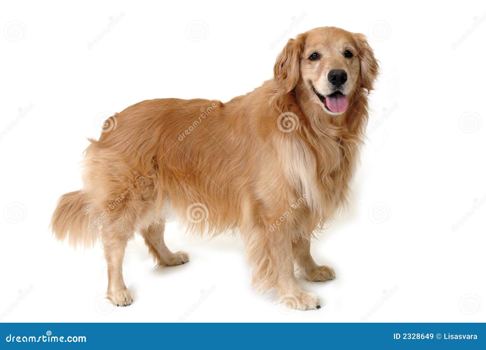 Get shaving a golden retriever dogs