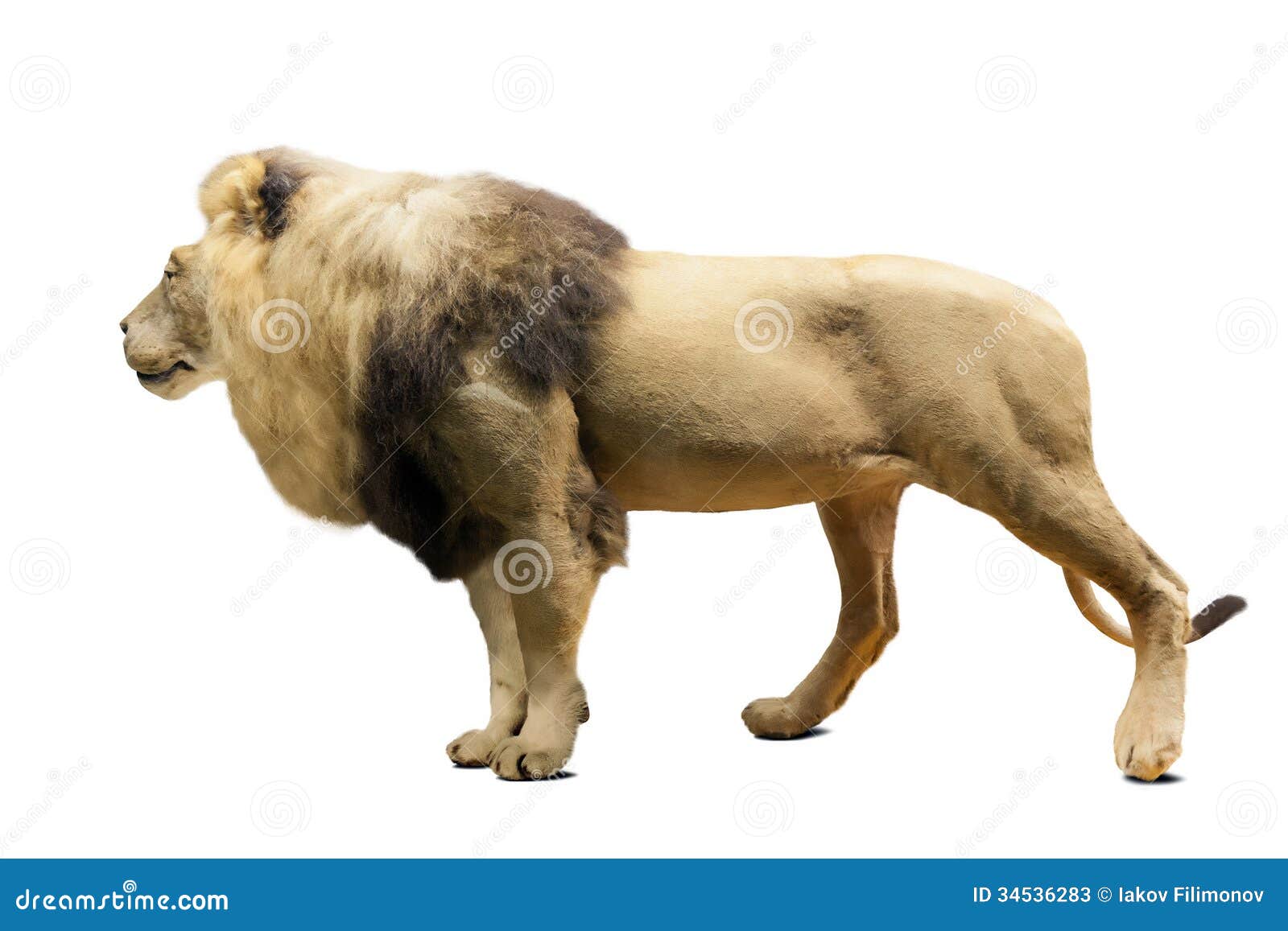 http://thumbs.dreamstime.com/z/standing-lion-over-white-background-panthera-leo-isolated-shade-34536283.jpg