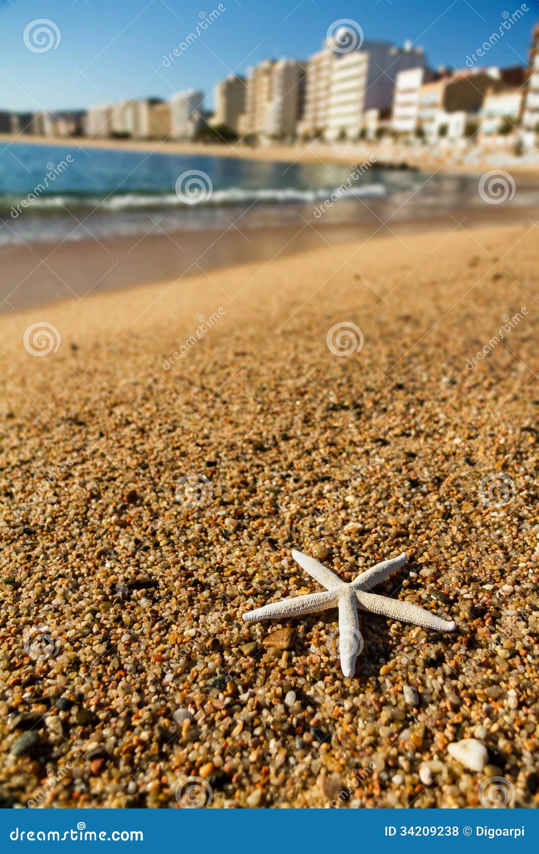 royalty free stock photos starfish seashells beach image royalty free stock photos starfish seashells beach image