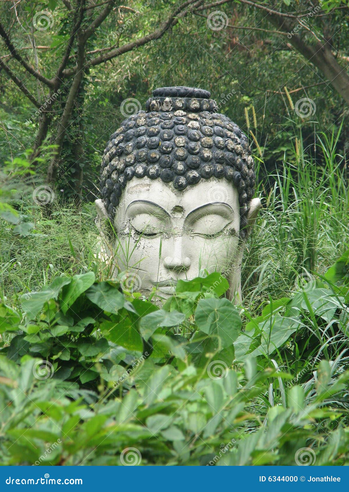 mon "fish-salon-room" Statue-de-bouddha-dans-la-jungle-6344000