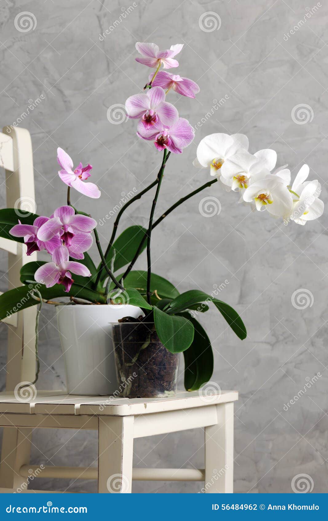 Still Life With Orchids Stock Photo Image Of Beautiful Still Life With Orchids Stock Photo Image Of Beautiful