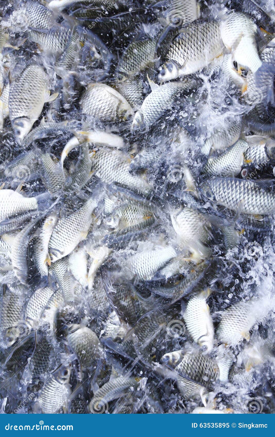 Stock Photo:image Of Feeding Many Of Wild Carp Fish In Pond . Stock ... Biology Diagrams