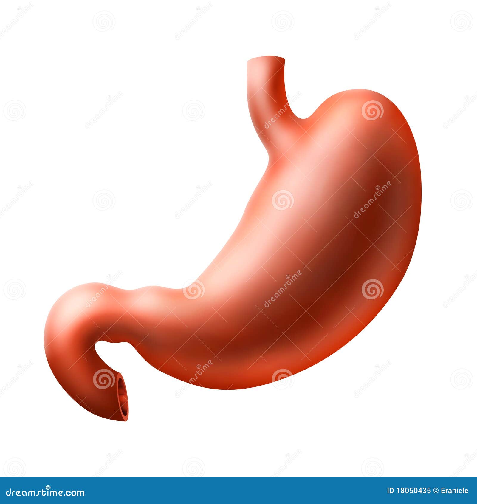 human stomach clipart - photo #8