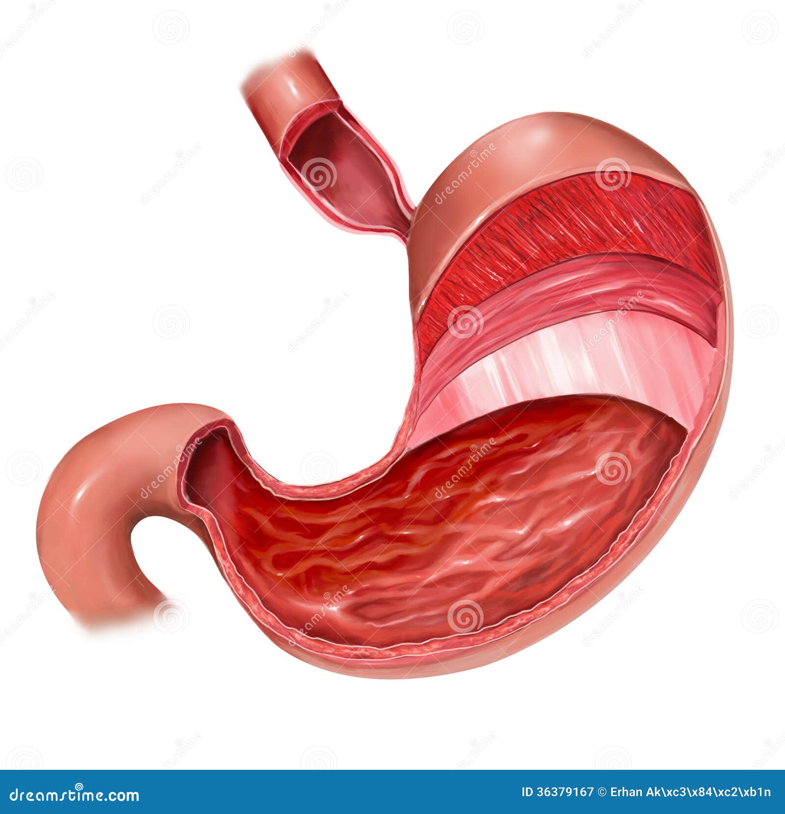 human stomach clipart - photo #50