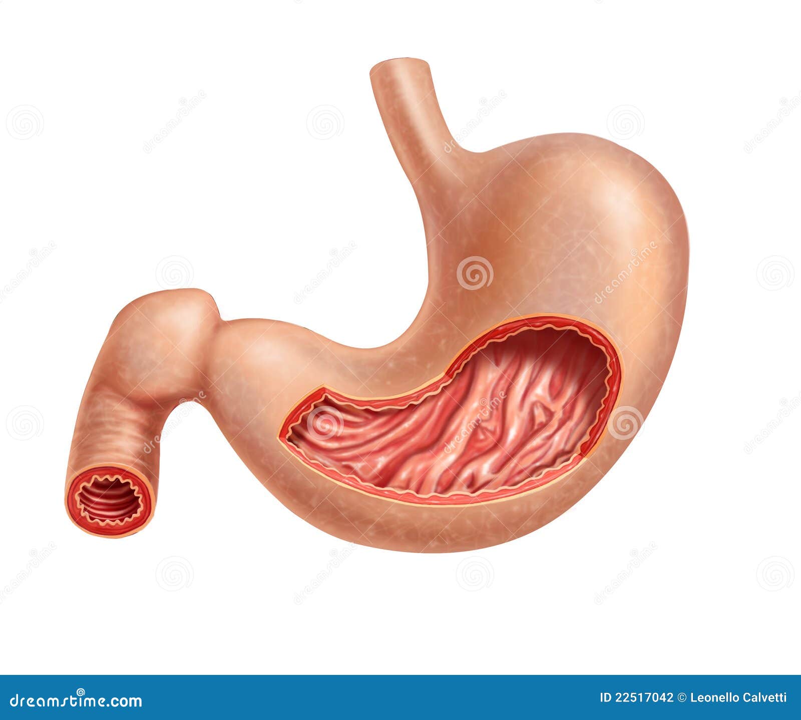 human stomach clipart - photo #35