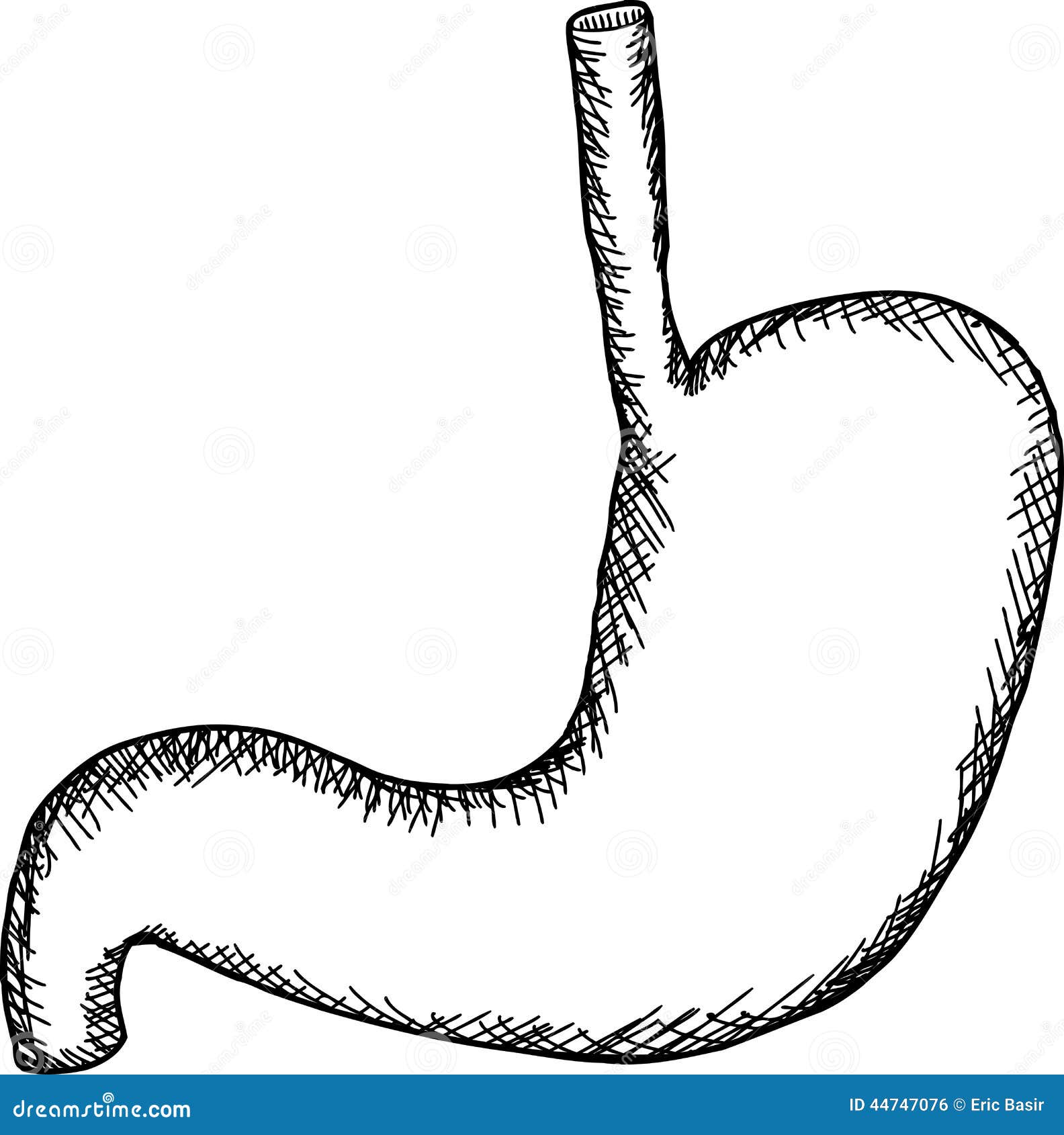 human stomach clipart - photo #17