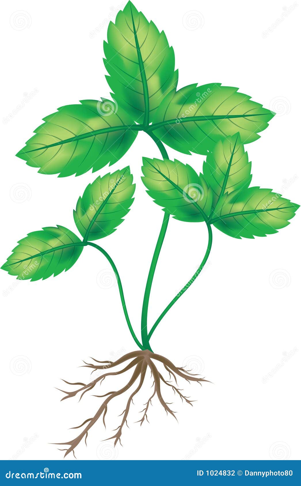 flower with roots clipart - photo #20