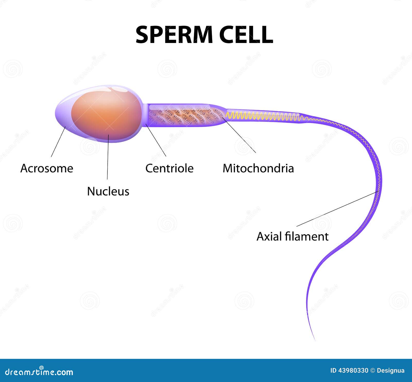 Labeled diagram of a sperm cell