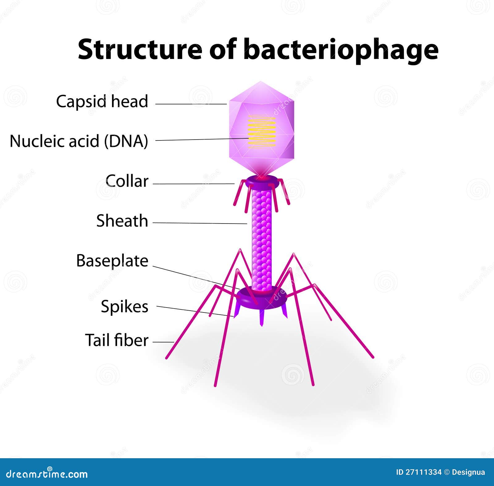 structure-virus-bacteriophage-27111334.jpg