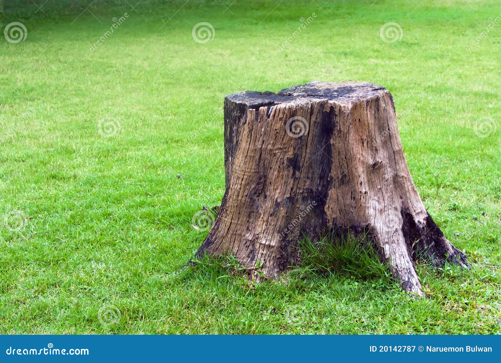 stump-green-grass-20142787.jpg