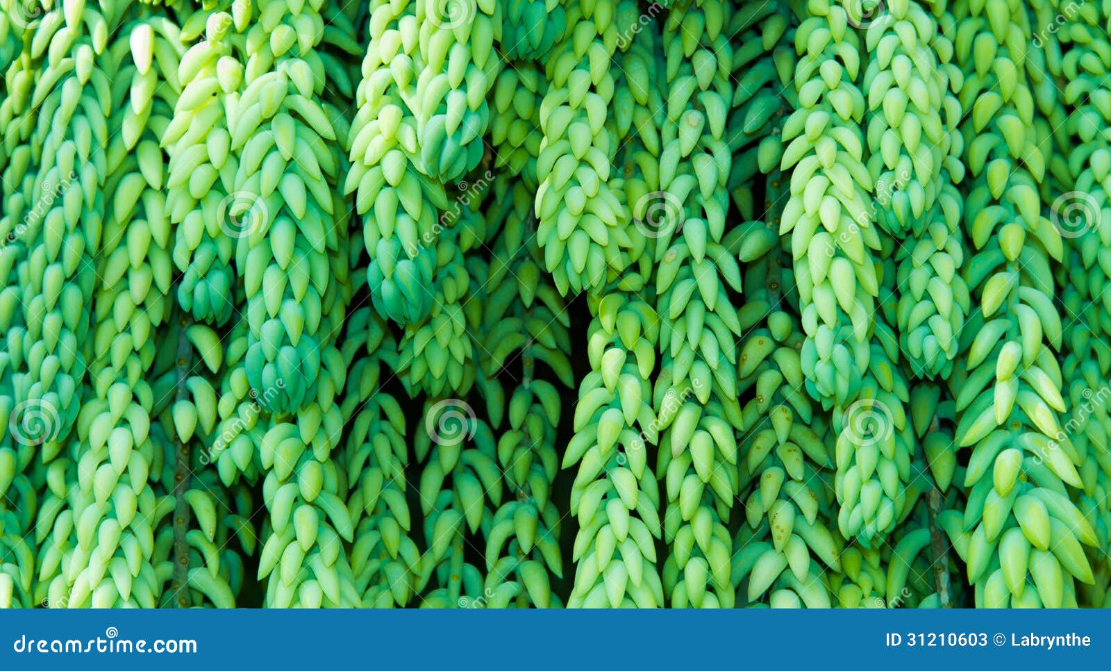 http://thumbs.dreamstime.com/z/succulent-plants-fleshy-light-green-foliage-31210603.jpg